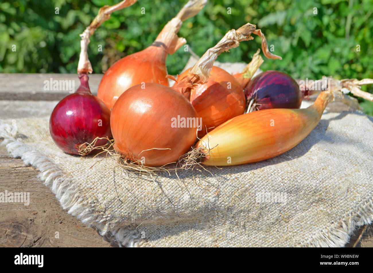 Rustic picture of onions hi-res stock photography and images - Alamy