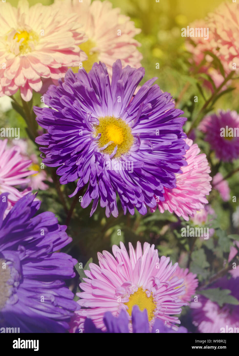 Blue Flower Asters Background With Autumn Blue Aster Stock Photo Alamy