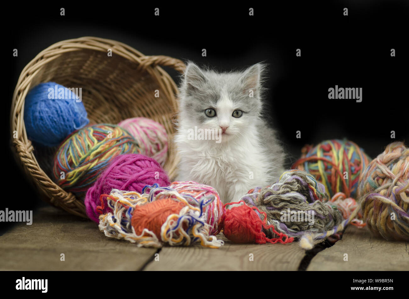 Cute kitten with ball of yarn on black background. Cat playing with a ...