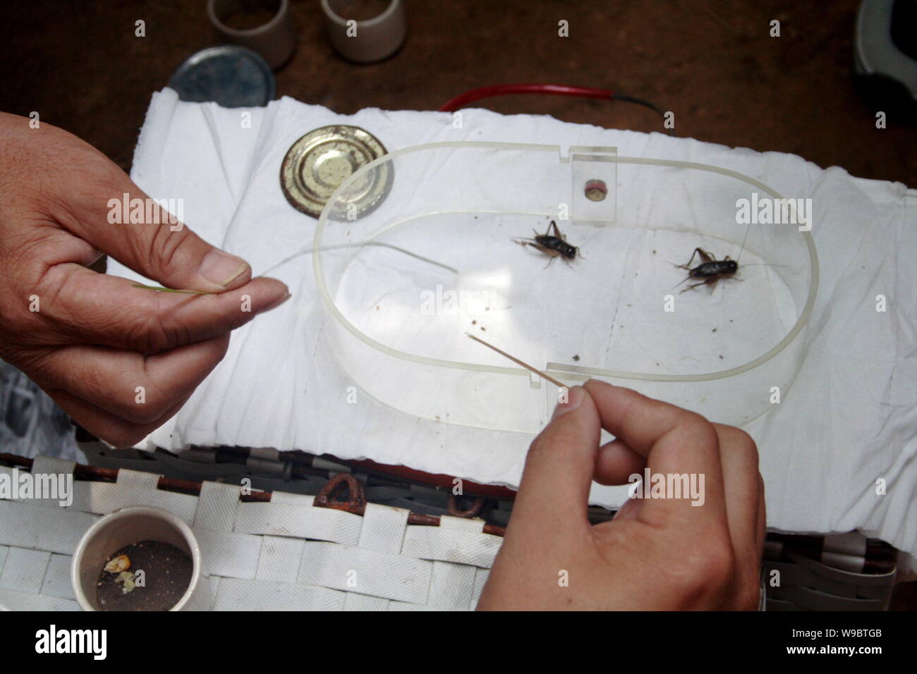 --FILE--Chinese cricket fighting lovers tease two crickets during a fight at an insect and pet market in Jinan city, east Chinas Shandong province, 30 Stock Photo