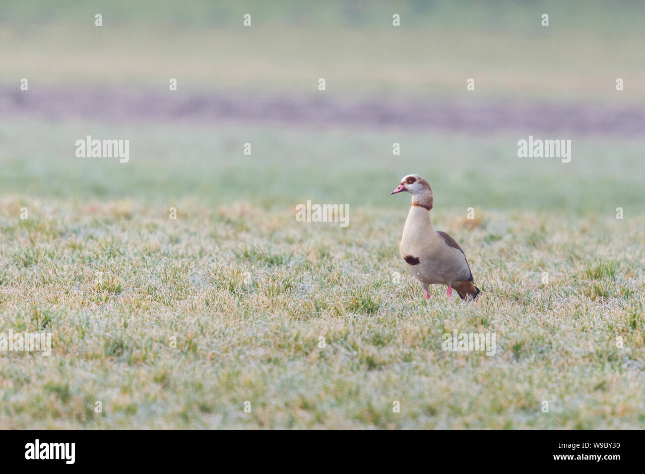 one egyptian nile goose (alopochen aegyptiaca) in frozen green meadow Stock Photo