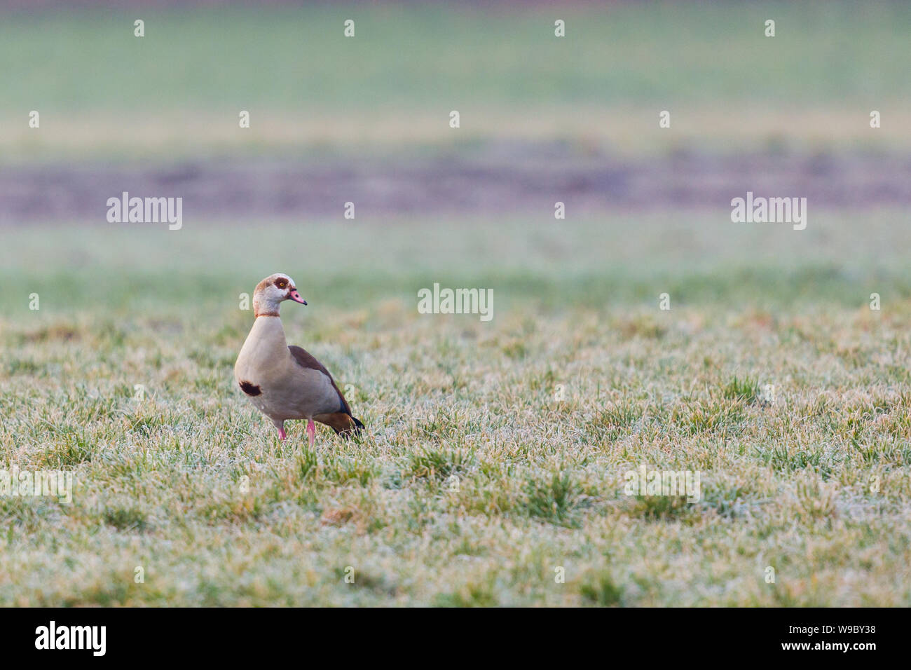 one nile goose (alopochen aegyptiaca) standing in frozen green meadow Stock Photo