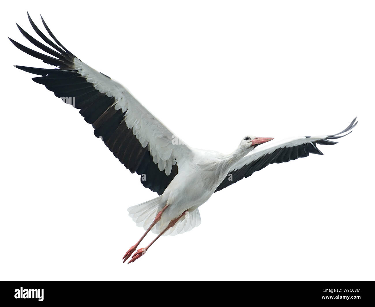 Flying stork isolated on white background Stock Photo