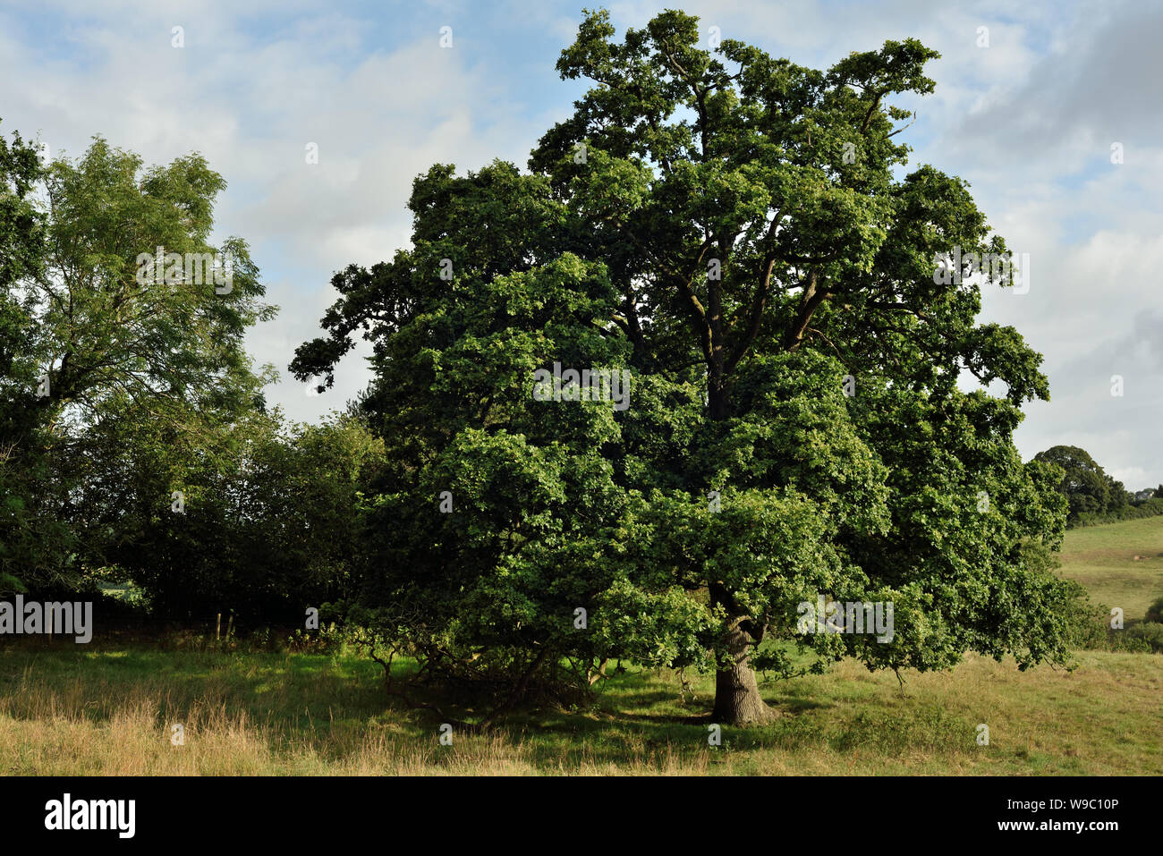 A mature Oak tree in a field in Dorset, England Stock Photo