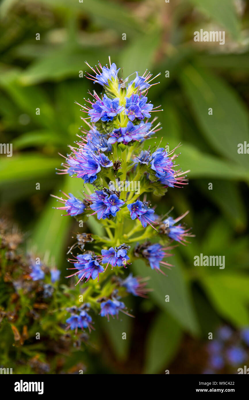 Ireland, Leinster, Fingal, Co Dublin, Malahide Castle Gardens, small blue flowers growing in Victorian Glasshouse Stock Photo