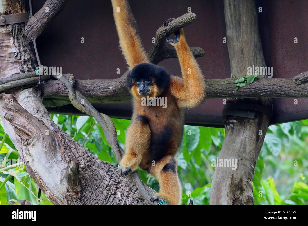 Orange fur Gibbon sitting in tree Stock Photo