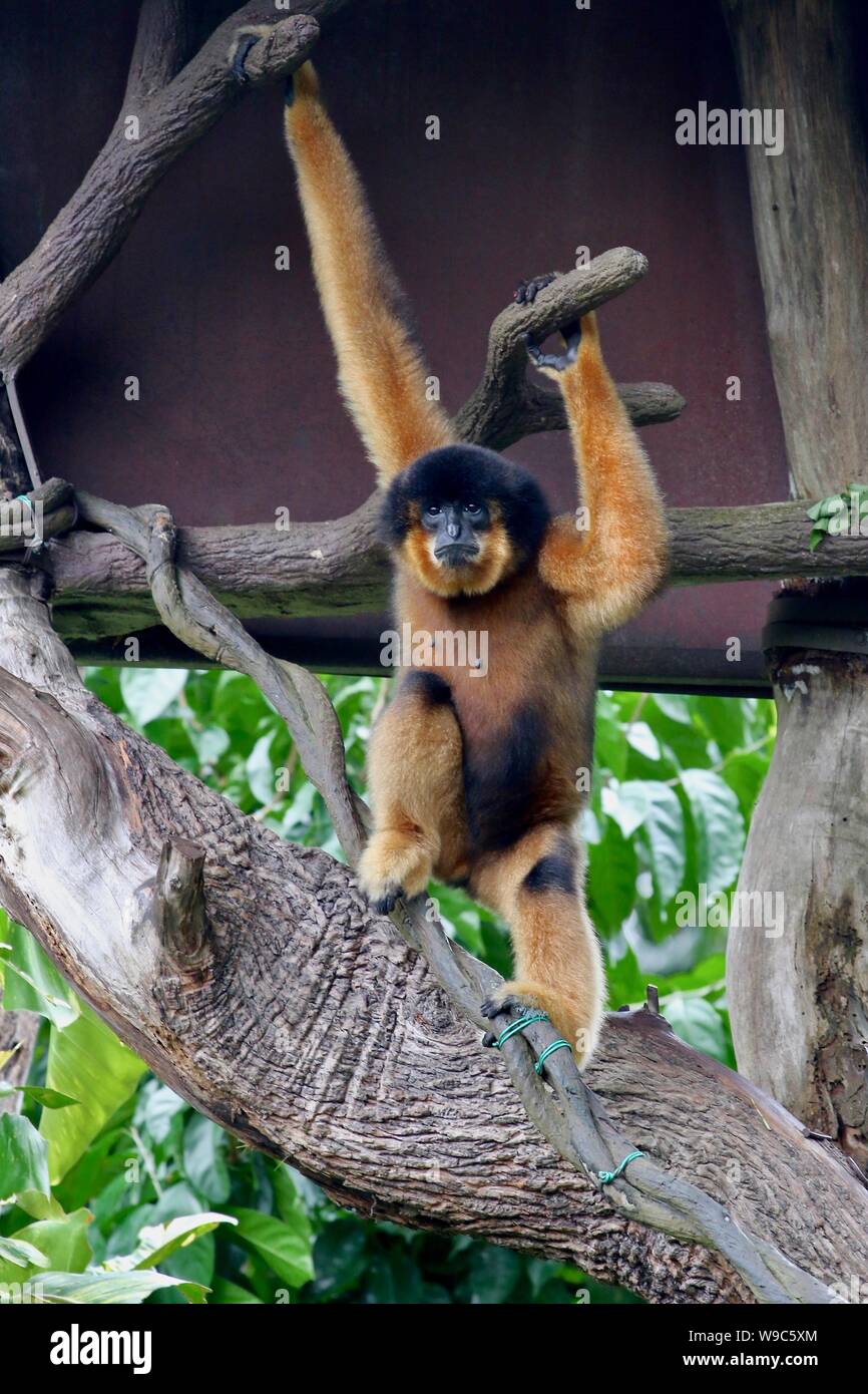 Orange fur Gibbon sitting in tree Stock Photo