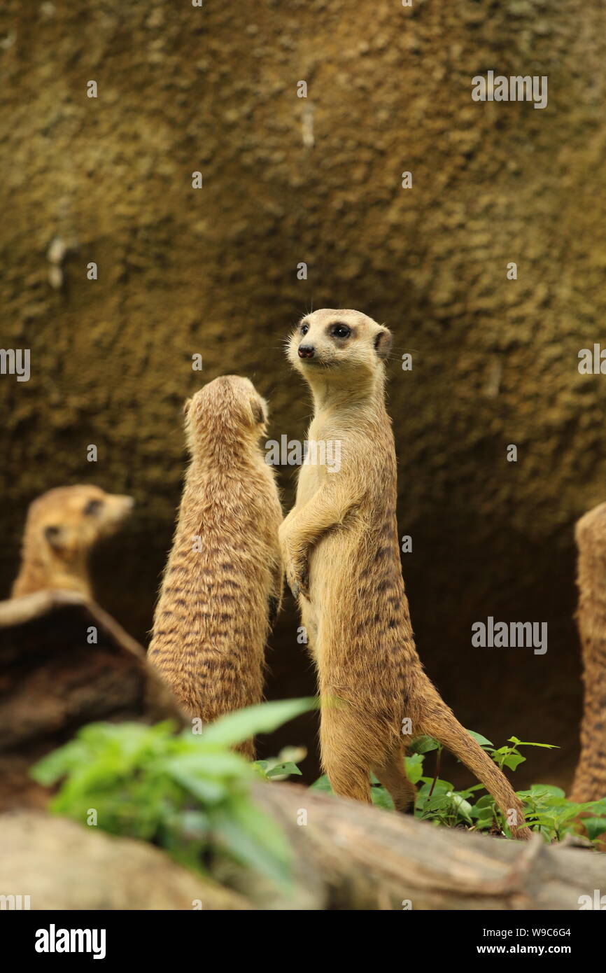 Meerkat Family On The Lookout Stock Photo Alamy