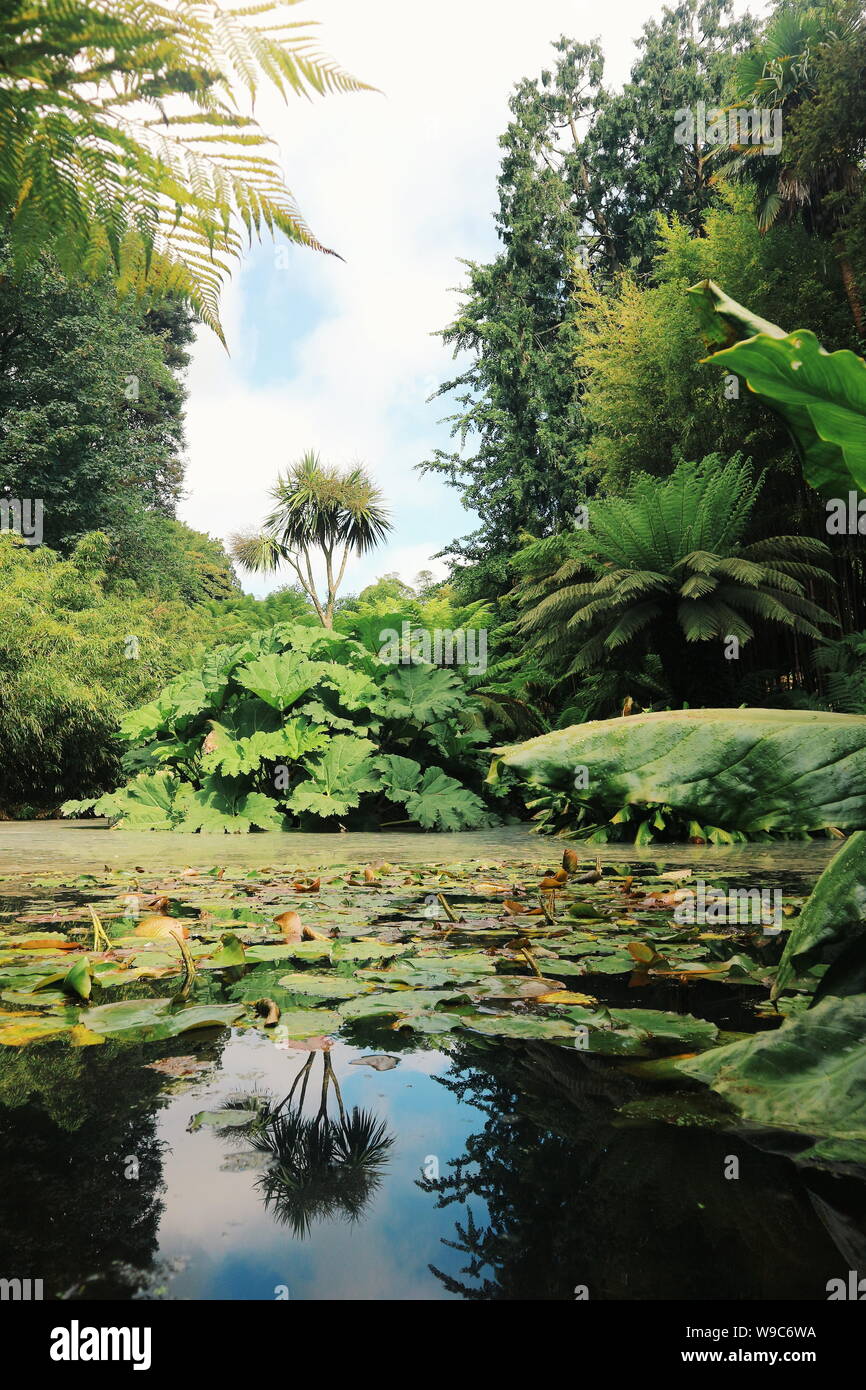 Exoticlooking plants in The Lost Gardens of Heligan in Cornwall, UK
