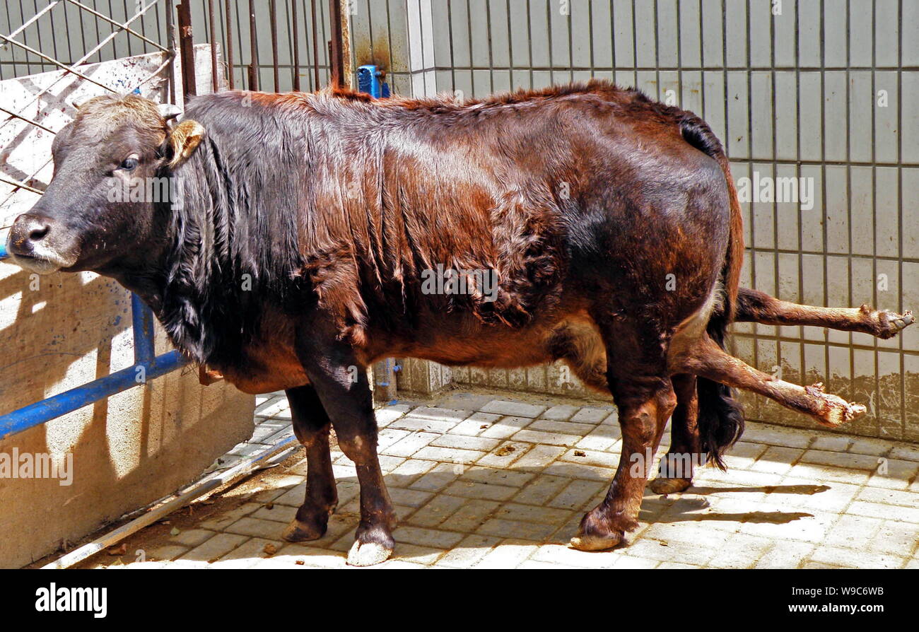 бык с 5 ногами. бык с 5 ногами. бык с 5 ногами. бык с 5 ногами. до н.