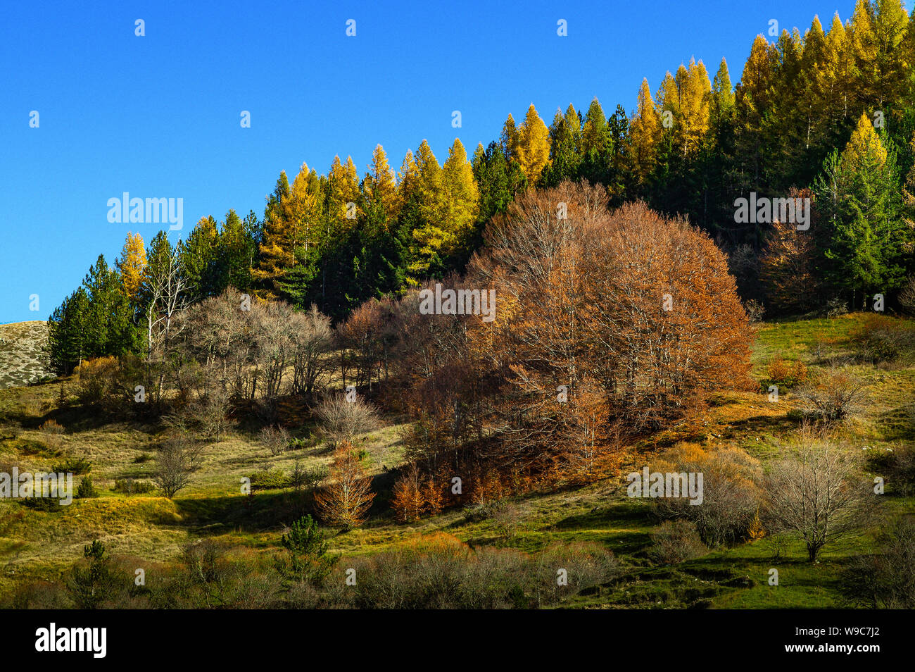 forest of European larix (Larix decidua)  and Beech tree on top of the hill in beautiful autumnal colors. Stock Photo