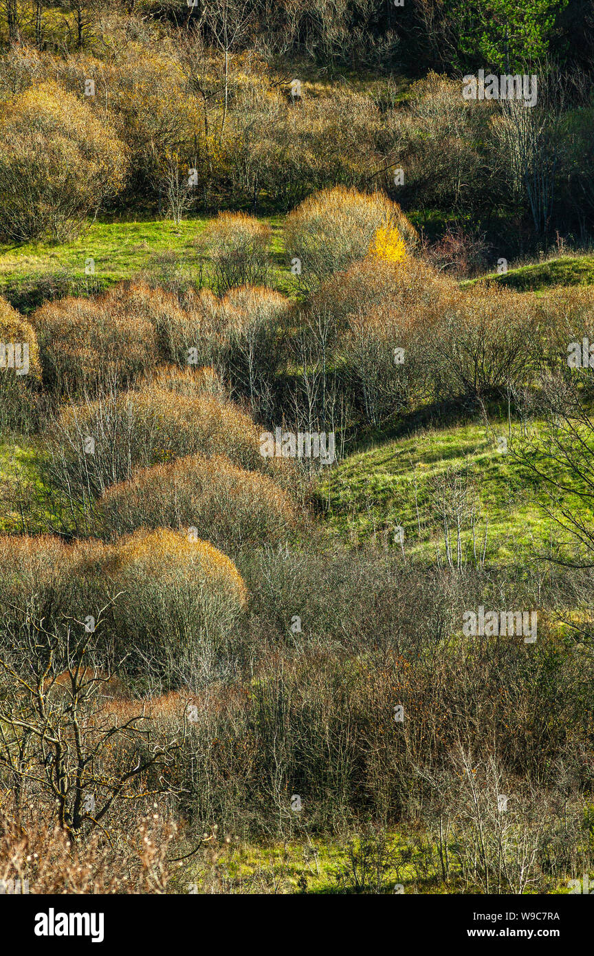 grove of Salix purpurea in Abruzzo Lazio and Molise National Park Stock Photo