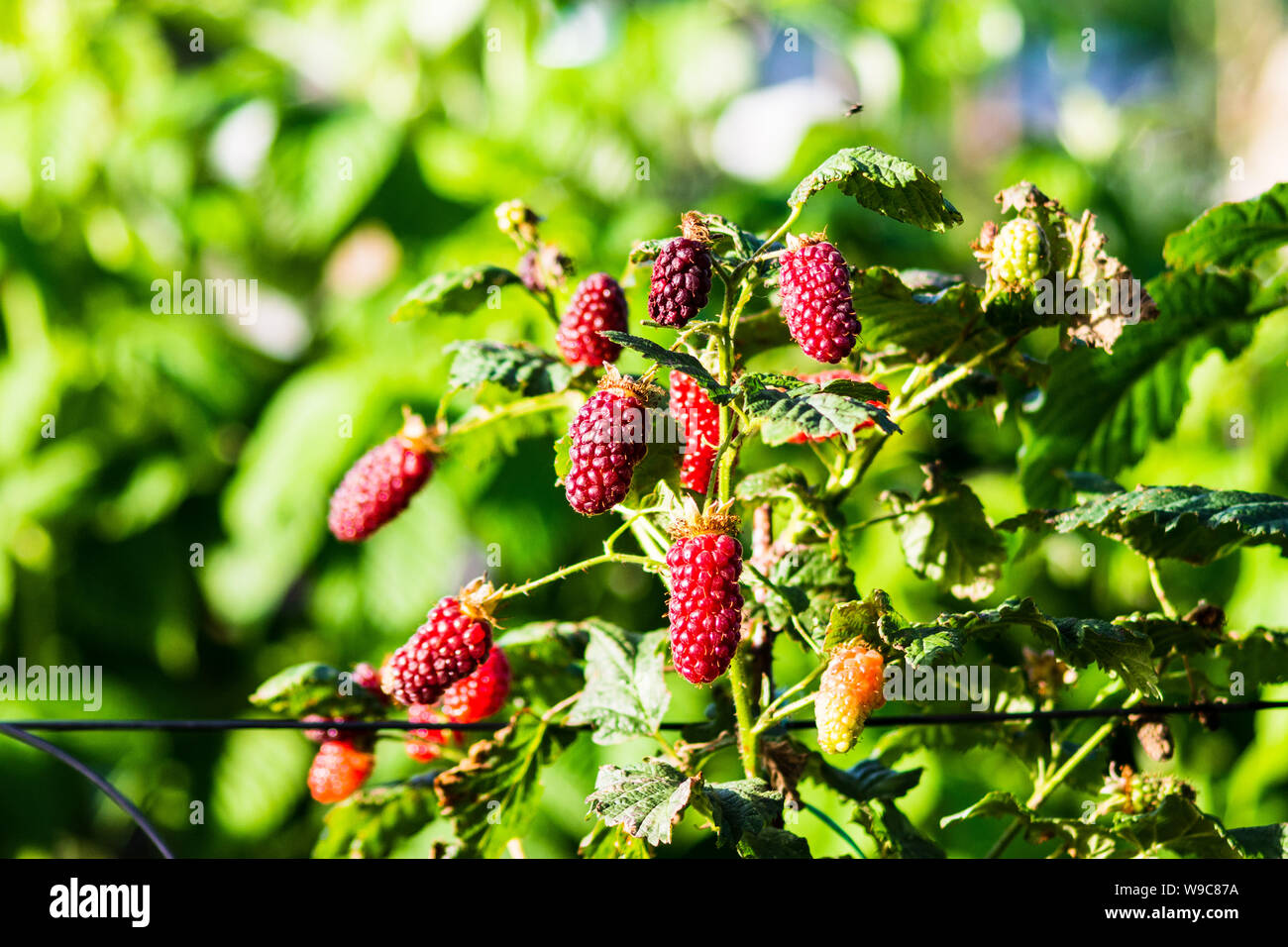 Logan berry fruit hi-res stock photography and images - Alamy