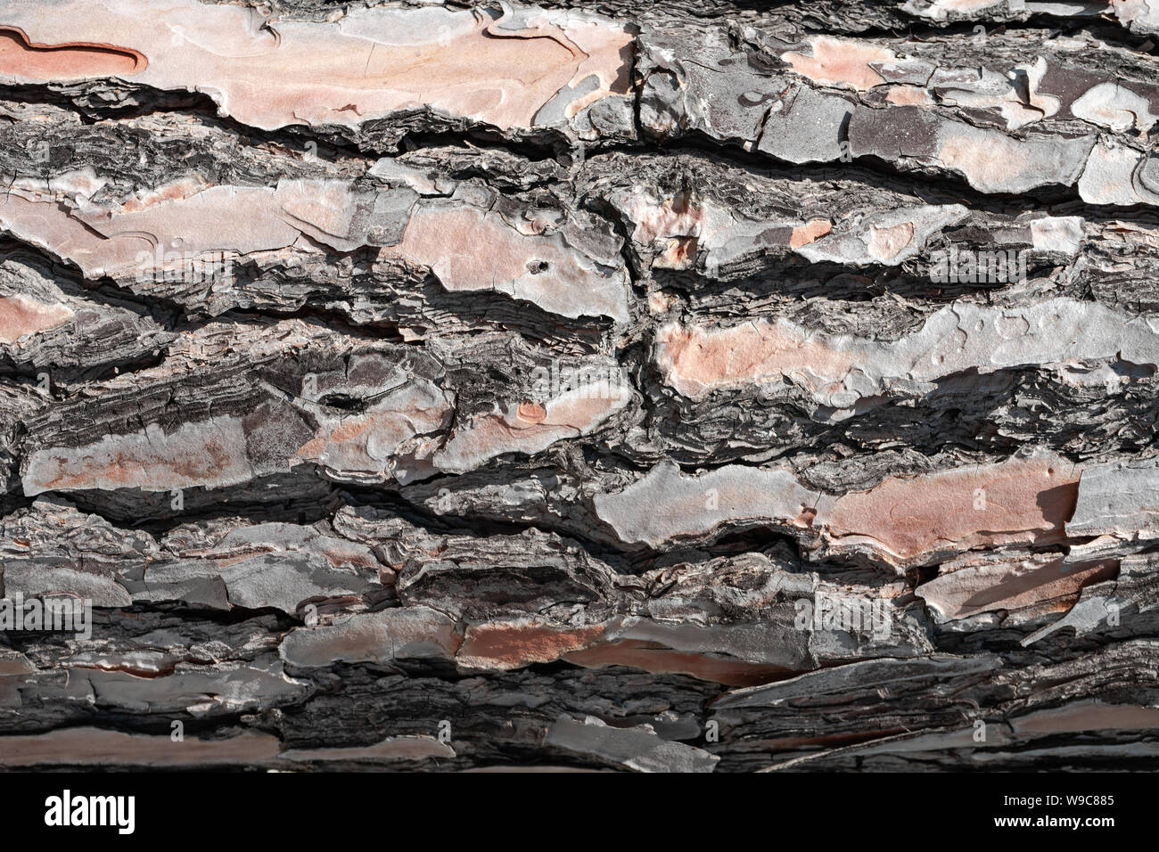 Beautiful old pine bark background texture Stock Photo - Alamy