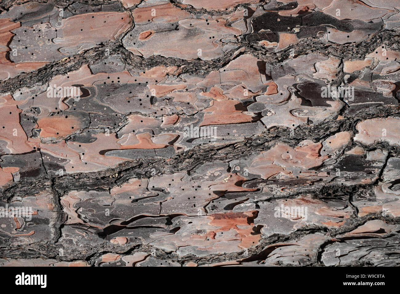 Beautiful old pine bark background texture Stock Photo - Alamy