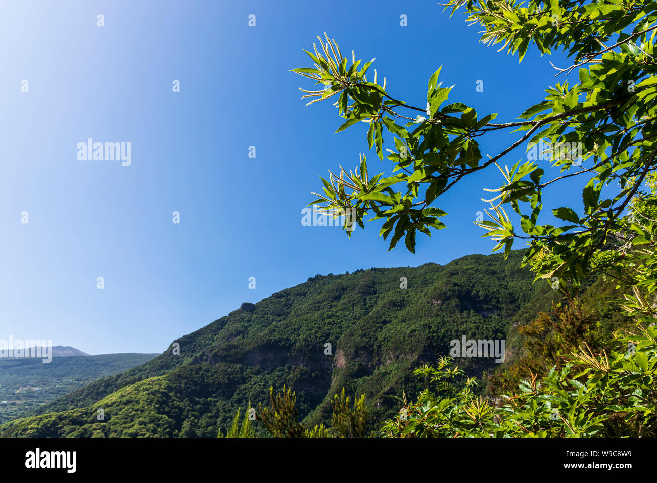Prunus lusitanica, at a lookout on the Ladera de Tigaiga trail up to the Mirador de Asomadero from Los Realejos Alto in the Orotava Valley, Tenerife, Stock Photo
