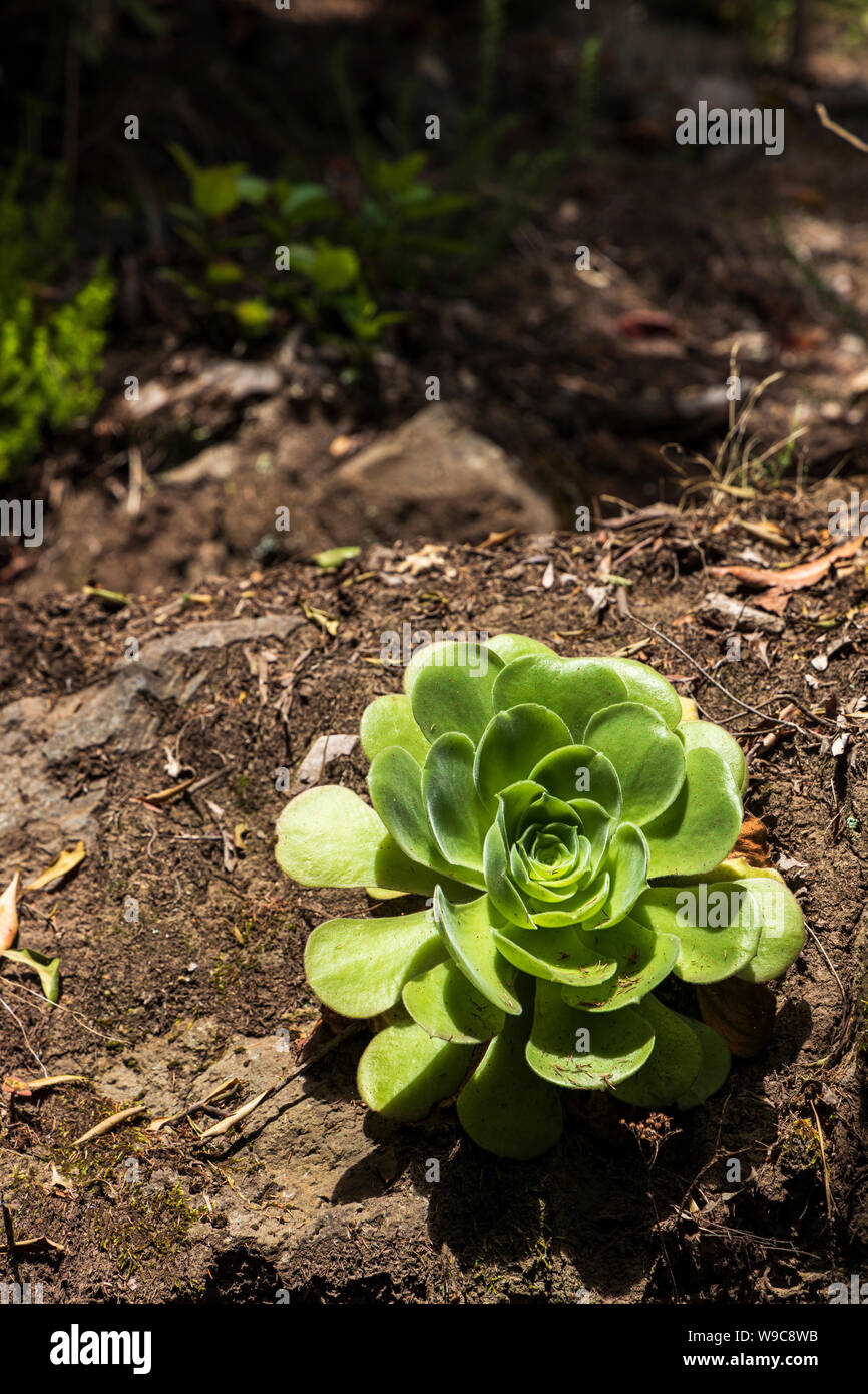 Aeonium canariense succulent growing on a rock on the Ladera de Tigaiga in the Orotava valley, Tenerife, Canary Islands, Spain Stock Photo
