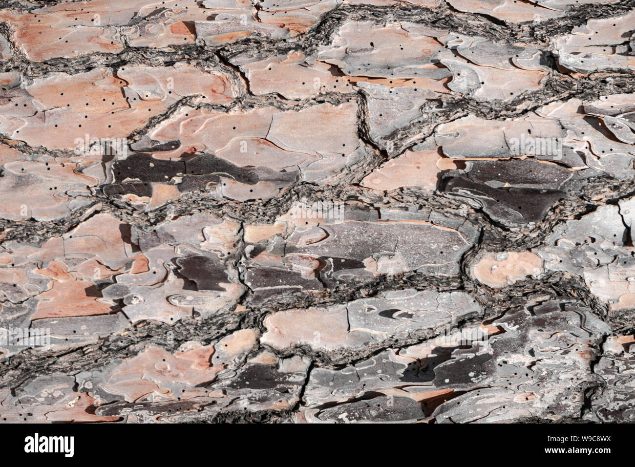 Beautiful old pine bark background texture Stock Photo - Alamy