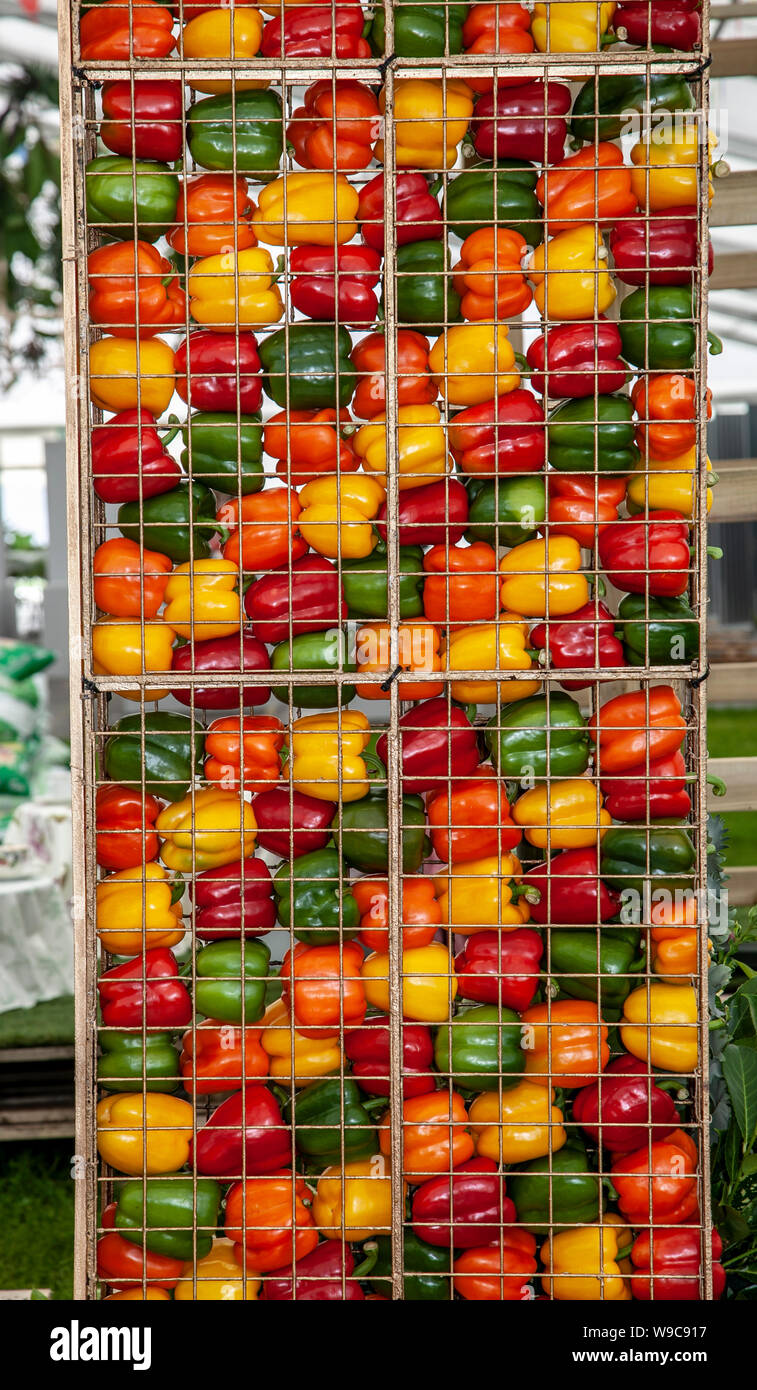 Framed in cage,  multi-coloured red yellow green peppers in wire frame on display at Southport Flower Show, Victoria Park, UK Stock Photo