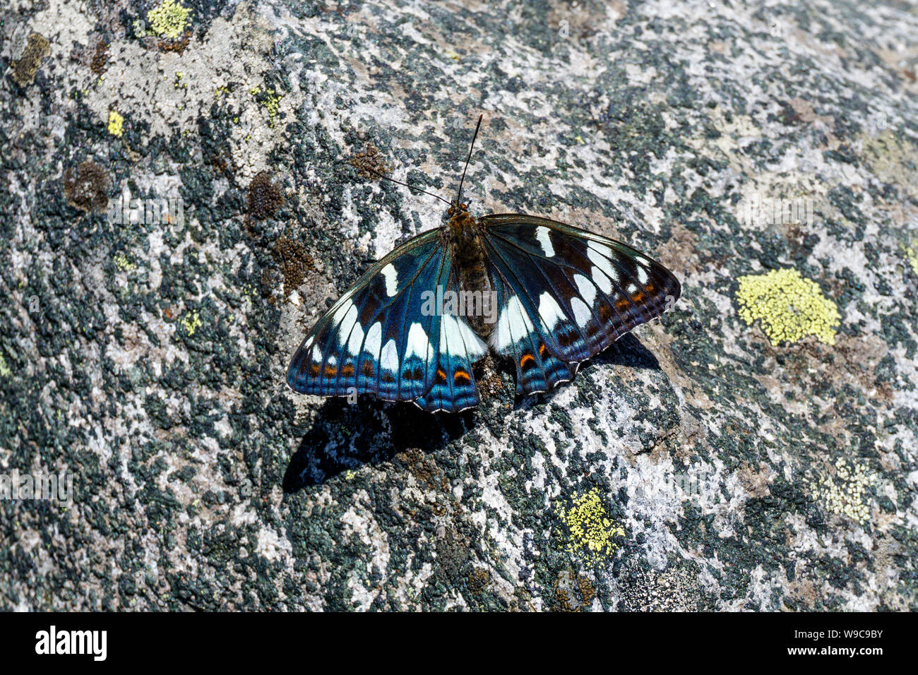 beautiful butterfly poplar admiral sitting on a rough stone Stock Photo