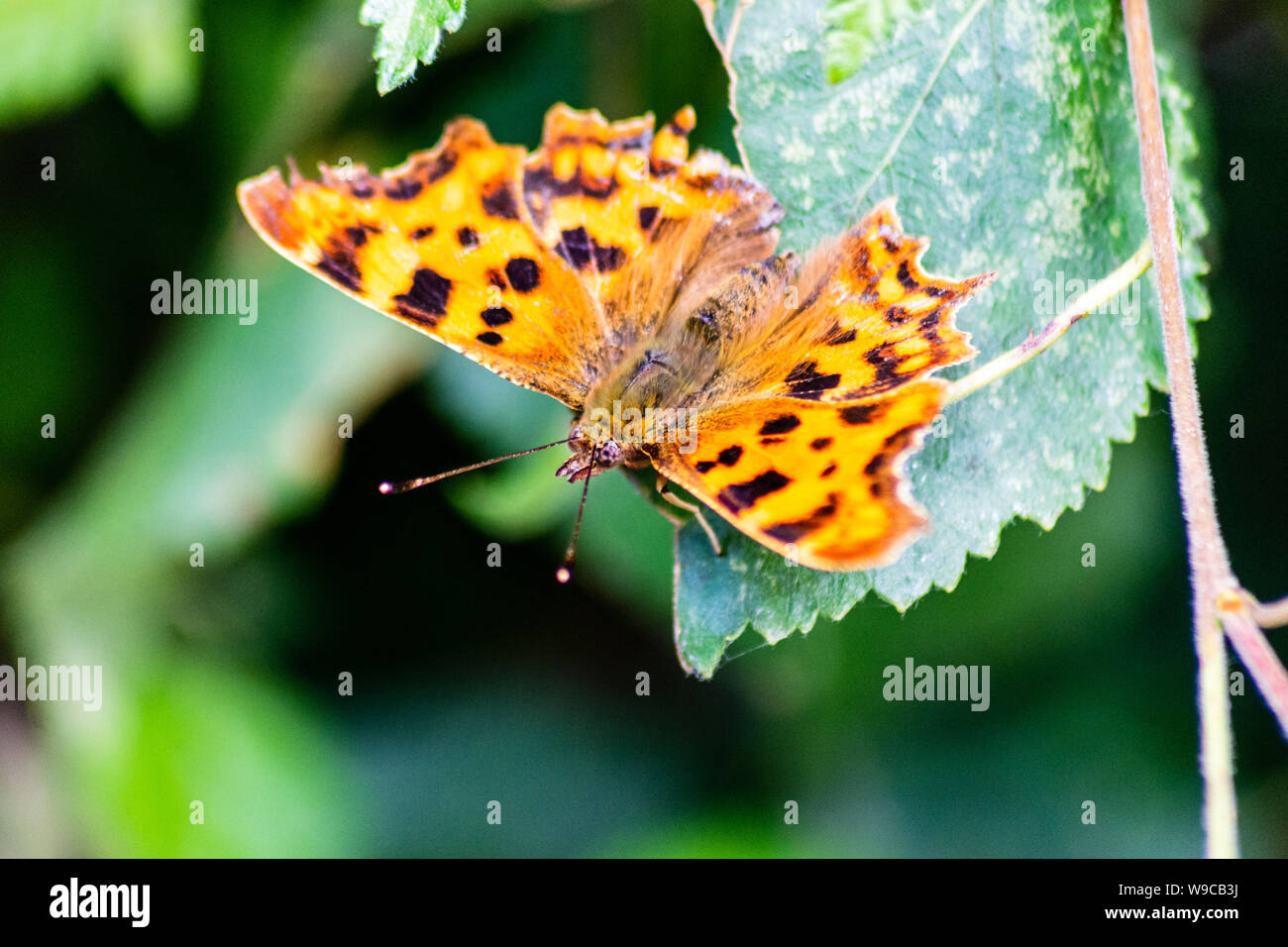 A brown and orange Comma butterfly Polygonia c-album resting on a twig over a leaf with its wings open Stock Photo