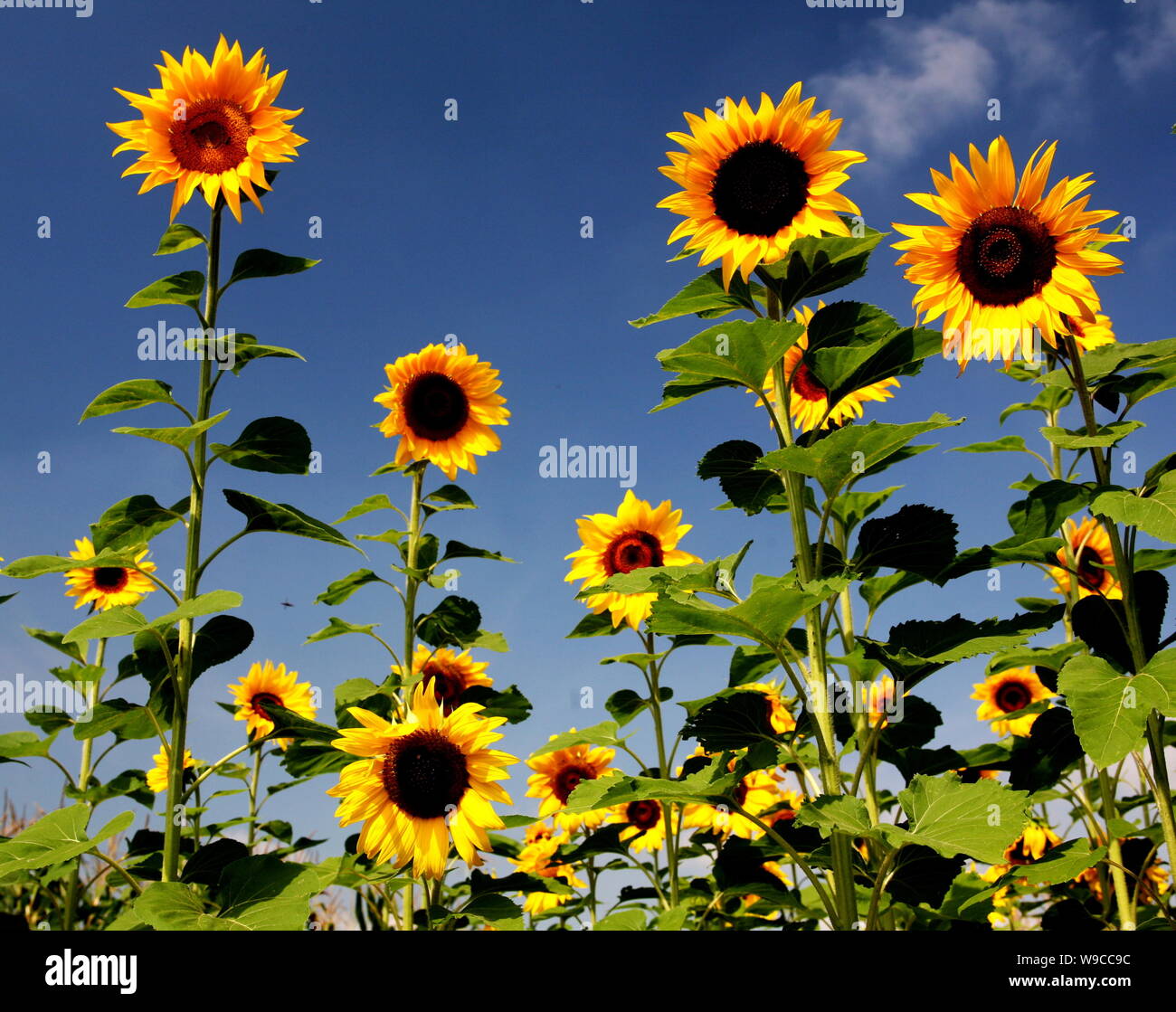 Bei da huang hi-res stock photography and images - Alamy