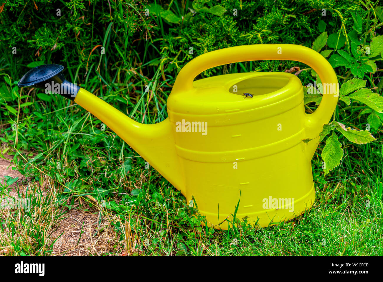 Yellow watering can on the meadow Stock Photo - Alamy