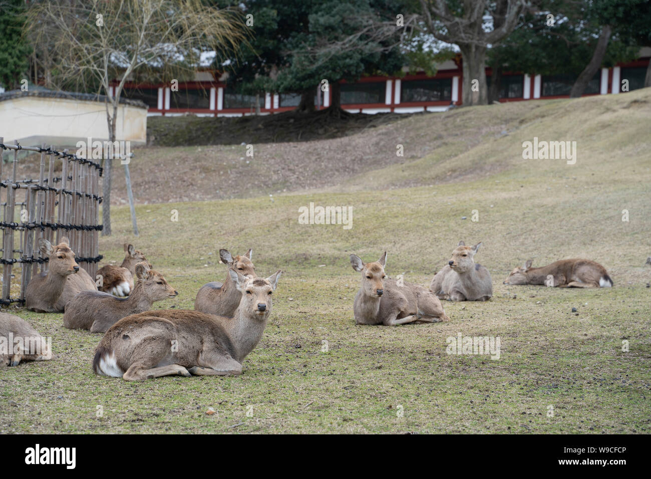 Sika Deer (Cervus nippon) in Nara Japan. Stock Photo