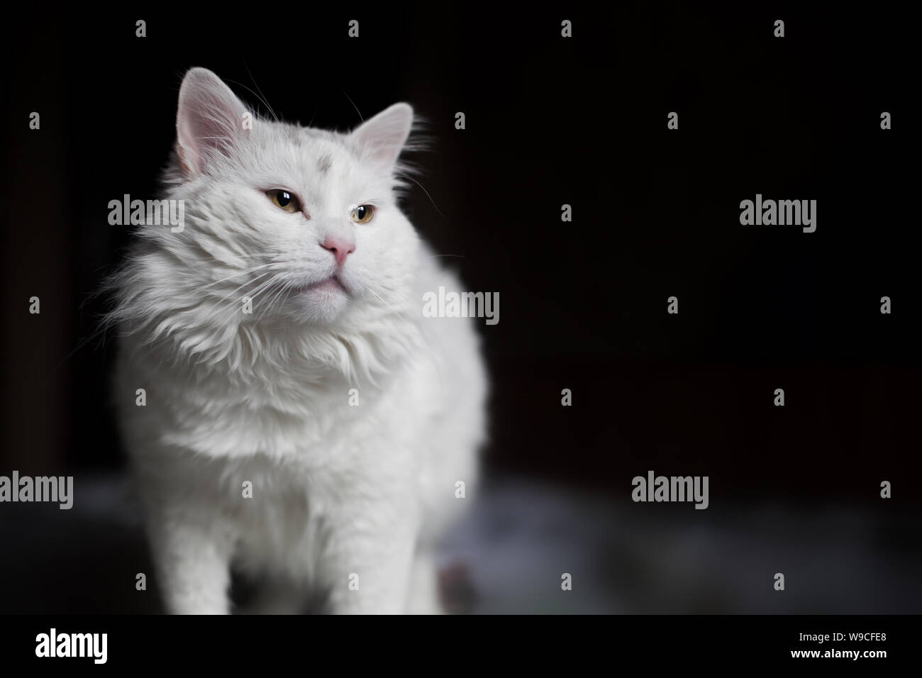 A beautiful white cat is standing on the bed and looking forward with interest and curiosity Stock Photo