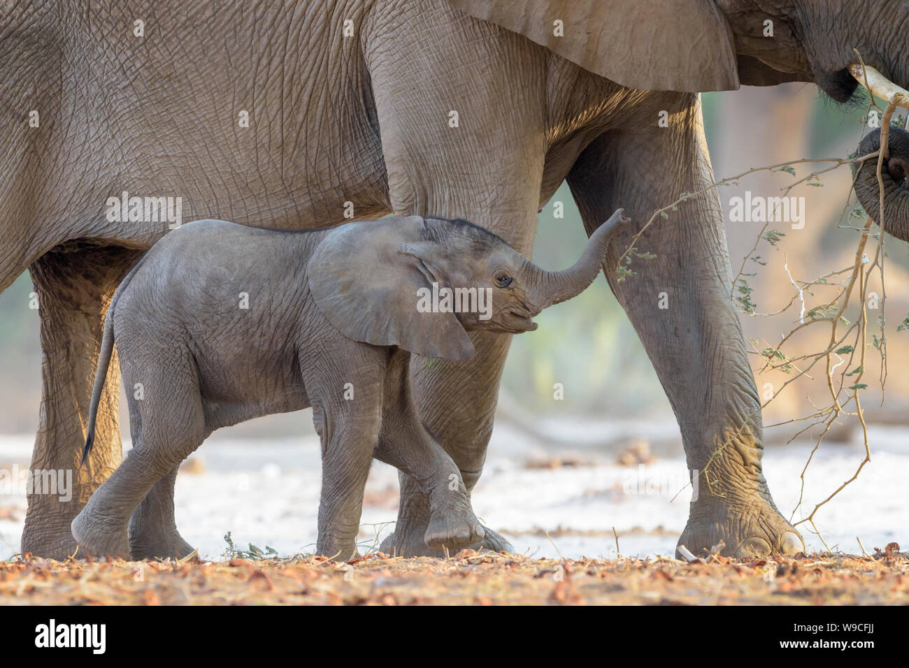 African Elephant (Loxodonta africana), desert-adapted elephant calf, playing with mother in dry riverbed, Hoanib desert, Kaokoland, Namibia. Stock Photo