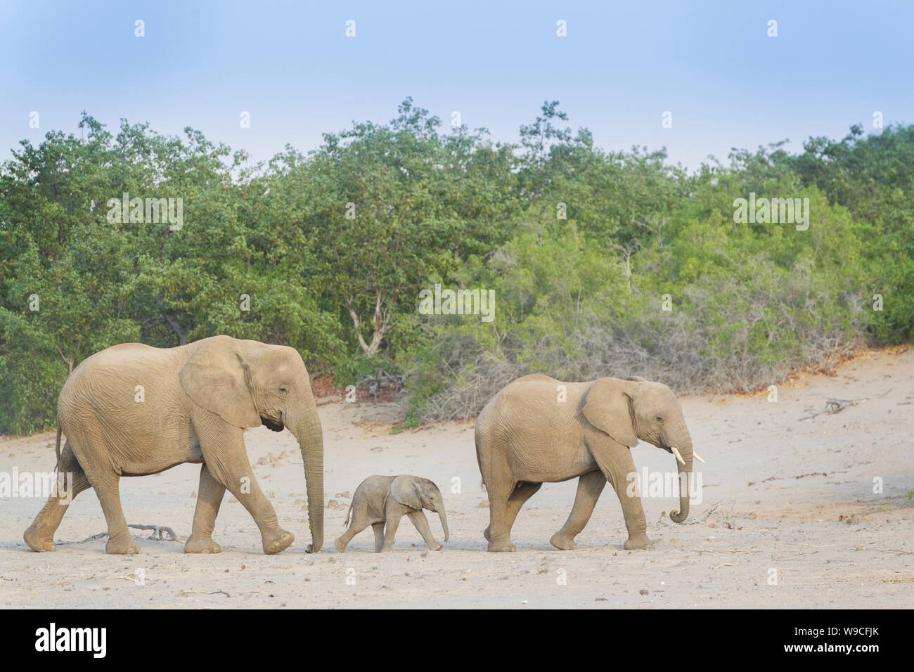 African Elephant (Loxodonta africana), desert-adapted elephant calf, walking with mother and aunt mother in dry riverbed, Hoanib desert, Kaokoland, Na Stock Photo