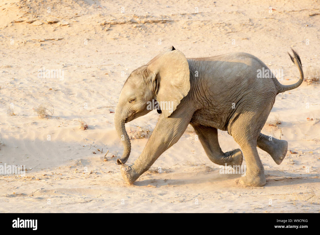 African Elephant (Loxodonta africana), tiny desertadapted elephant