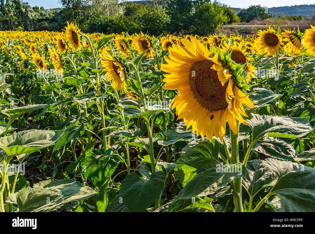 Field of sunflower seeds (facing the day Stock Photo Alamy