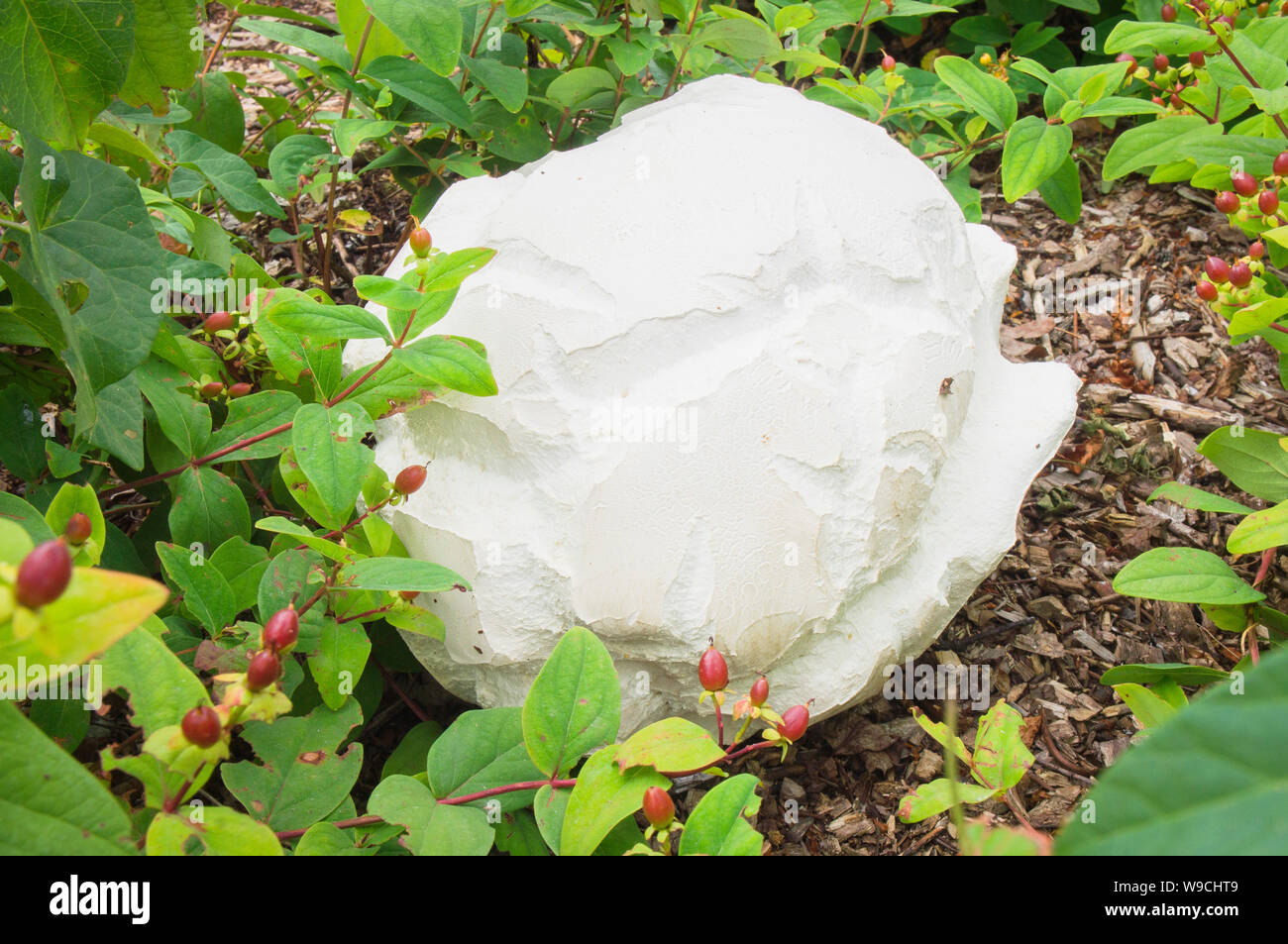 Calvatia gigantea, the giant puffball, mushroom, Czech Republic, July 28, 2019. (CTK Photo/Libor Sojka) Stock Photo