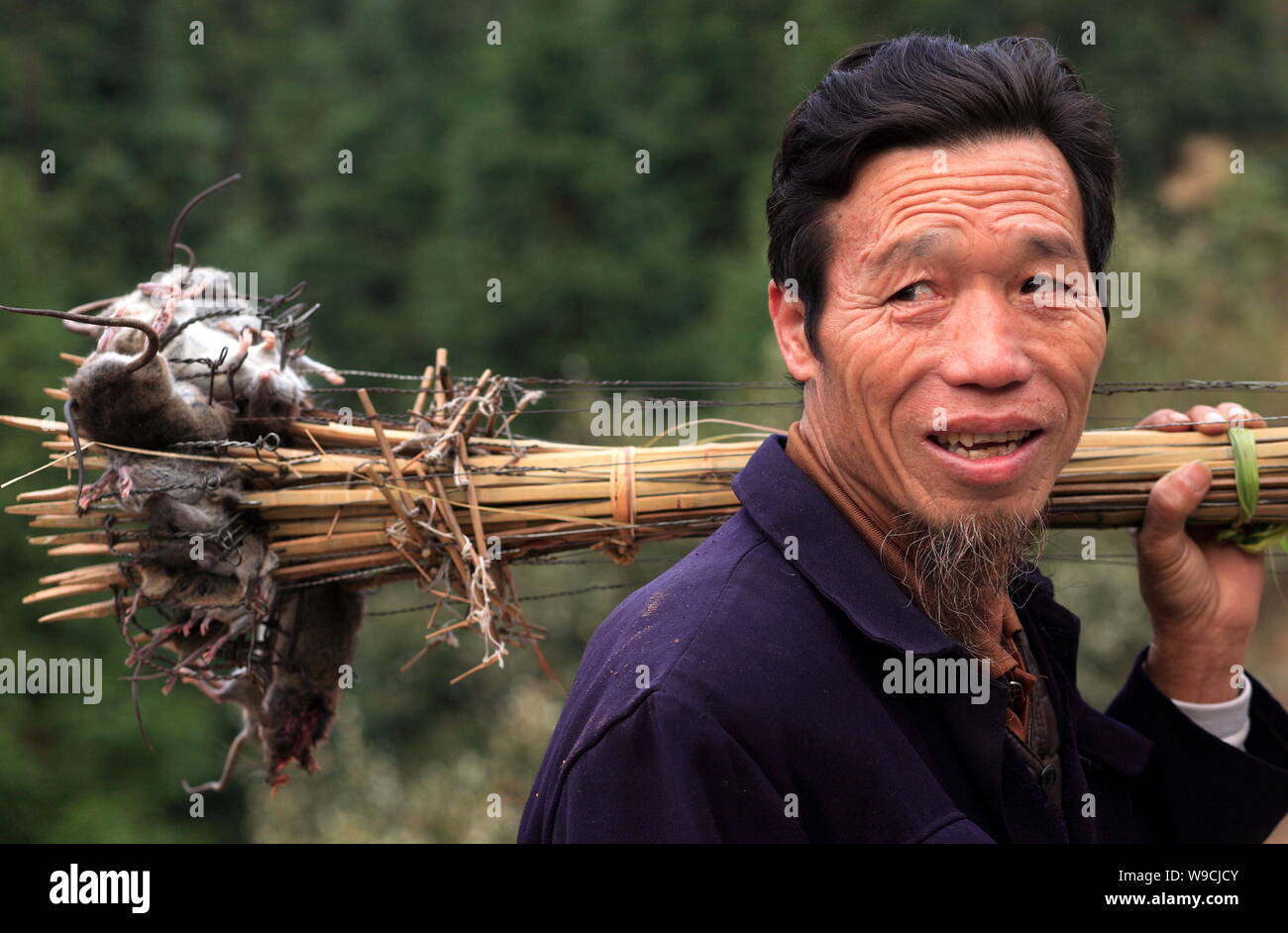 A Chinese farmer of Dong ethnic minority group shoulders bundles of mice he hunted with traditional rat-hunting bows in Dudong village, Sanjiang Dong Stock Photo