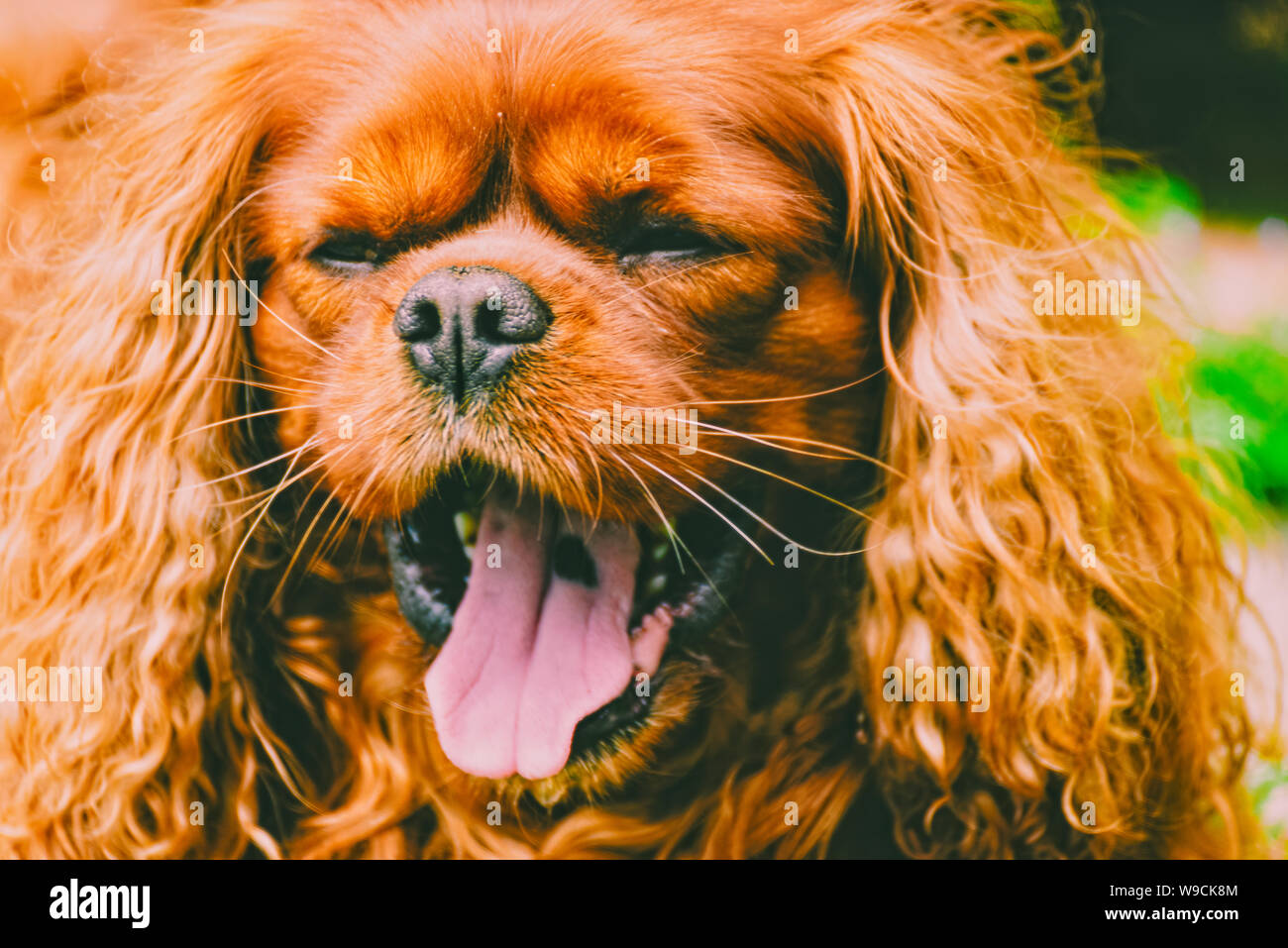 Cavalier King Charles Spaniel dog yawns with tiredness Stock Photo - Alamy