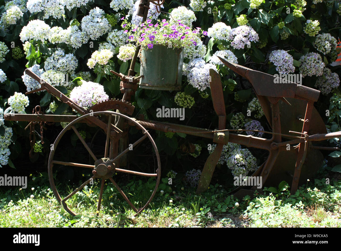 Old plough and rhododendrons Stock Photo