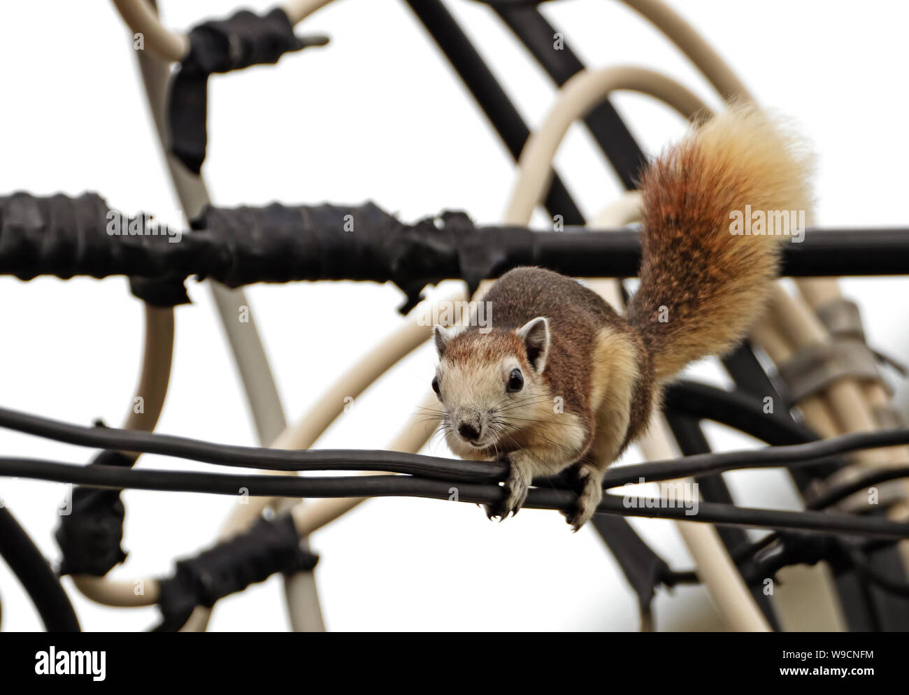 Squirrel on electric cable hires stock photography and images Alamy