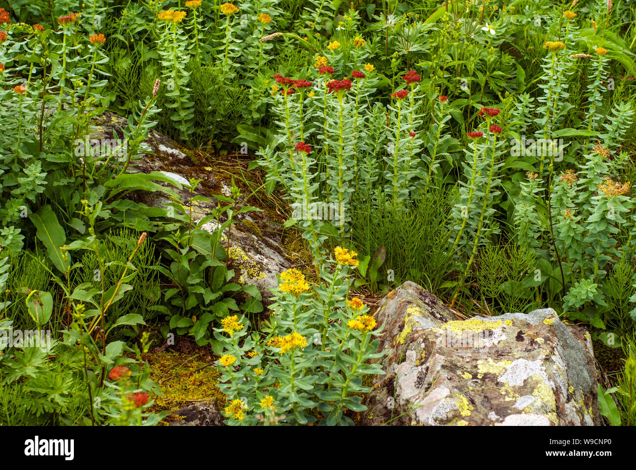 flowering plant golden root (Rhodiola rosea) in a natural environment Stock Photo