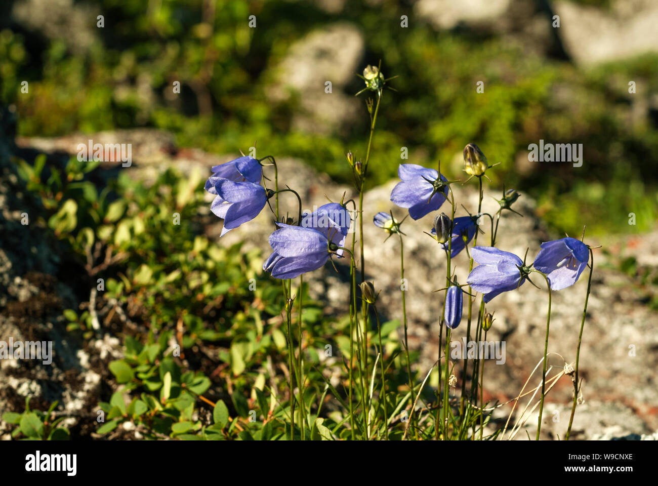 light purple bellflowers on a blurred background Stock Photo