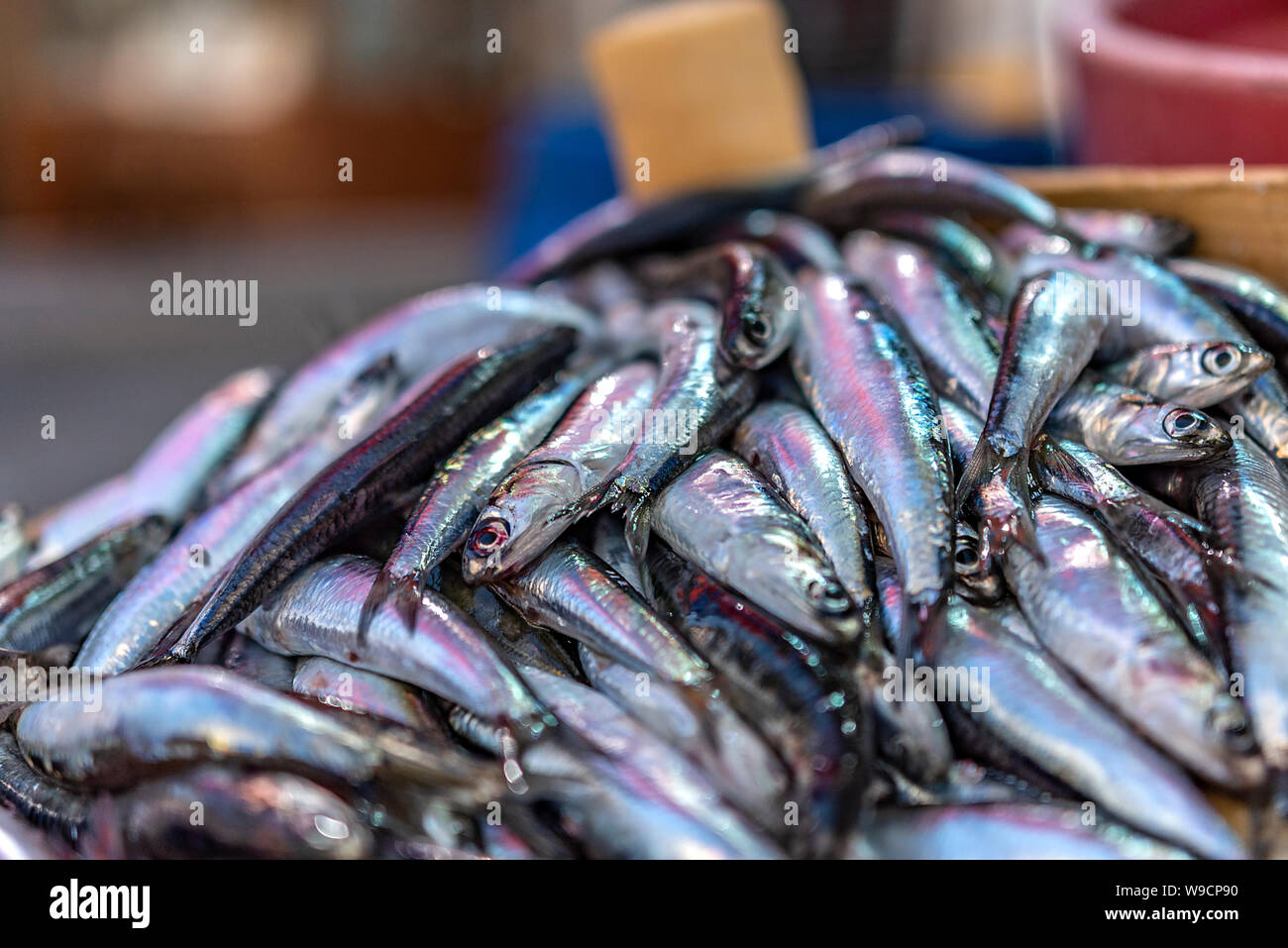 Herring fish bait hires stock photography and images Alamy