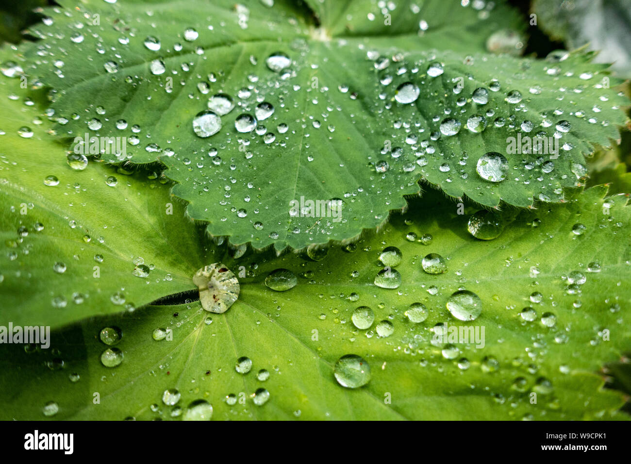 Early morning dew drops hi-res stock photography and images - Alamy