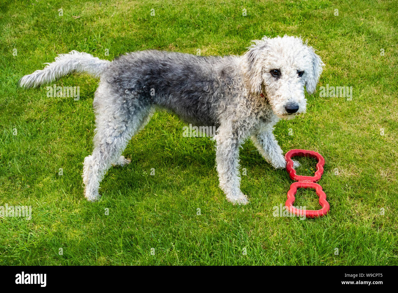 bedlington terrier teddy