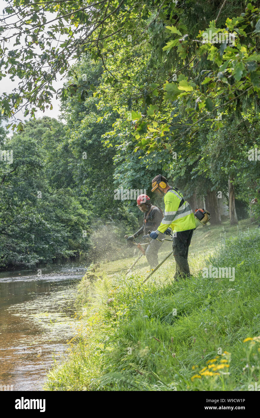 Members of Environment Agency groundwork team strimming bank of River Fowey, Lostwithiel, Cornwall. Metaphor cut short, neat and tidy, high vis jacket Stock Photo