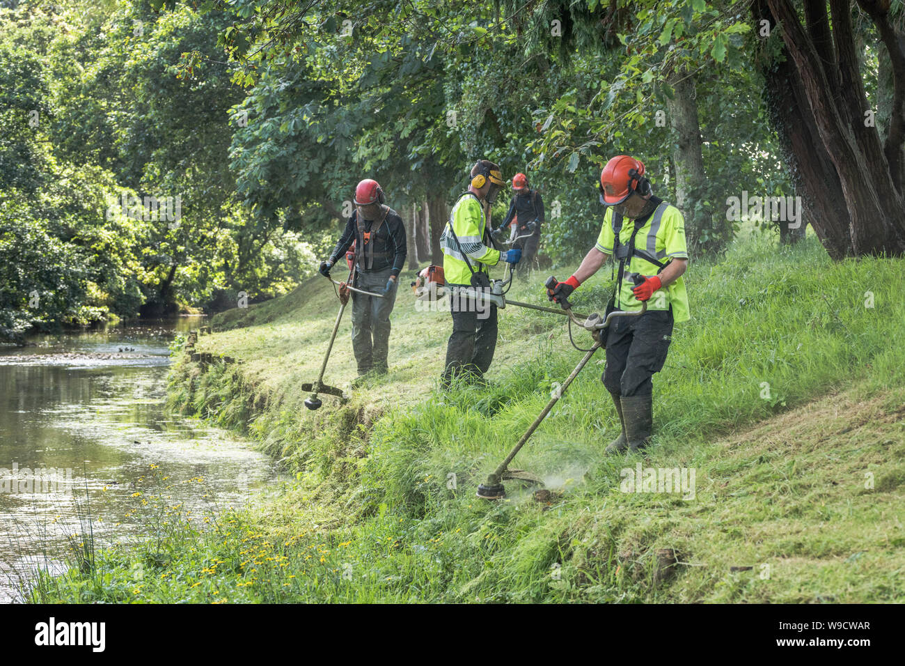 Members of Environment Agency groundwork team strimming bank of River Fowey, Lostwithiel, Cornwall. Metaphor cut short, neat and tidy, high vis jacket Stock Photo