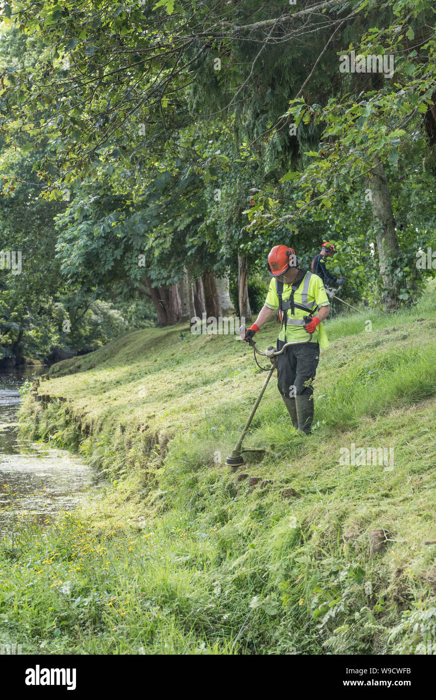 Members of Environment Agency groundwork team strimming bank of River Fowey, Lostwithiel, Cornwall. Metaphor cut short, neat and tidy, high vis jacket Stock Photo
