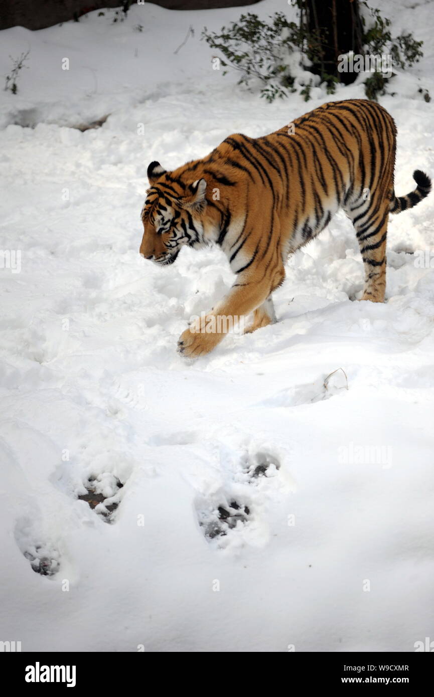 North china tiger hi-res stock photography and images - Alamy