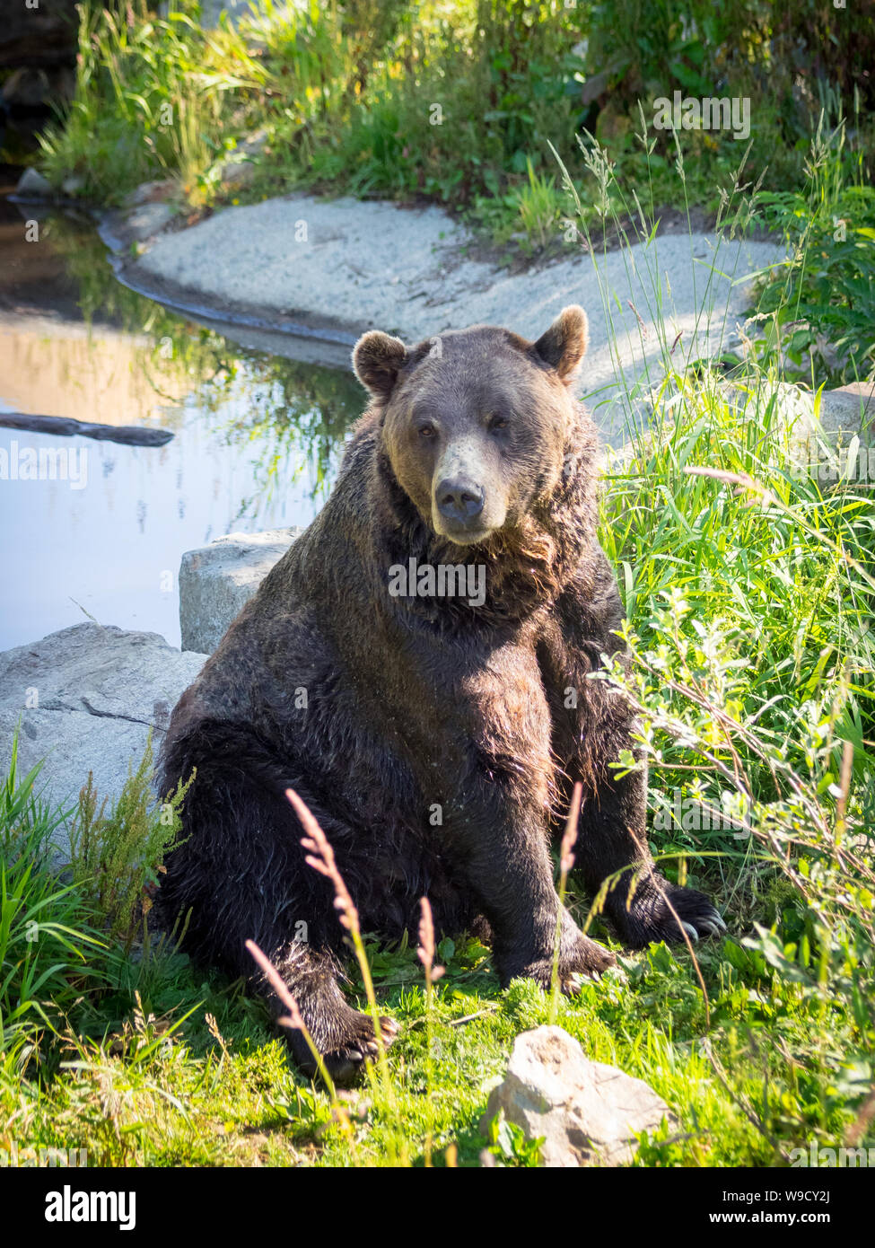 Coola, a resident grizzly bear (Ursus arctos horribilis) of the bear sanctuary at Grouse Mountain, North Vancouver, British Columbia, Canada. Stock Photo