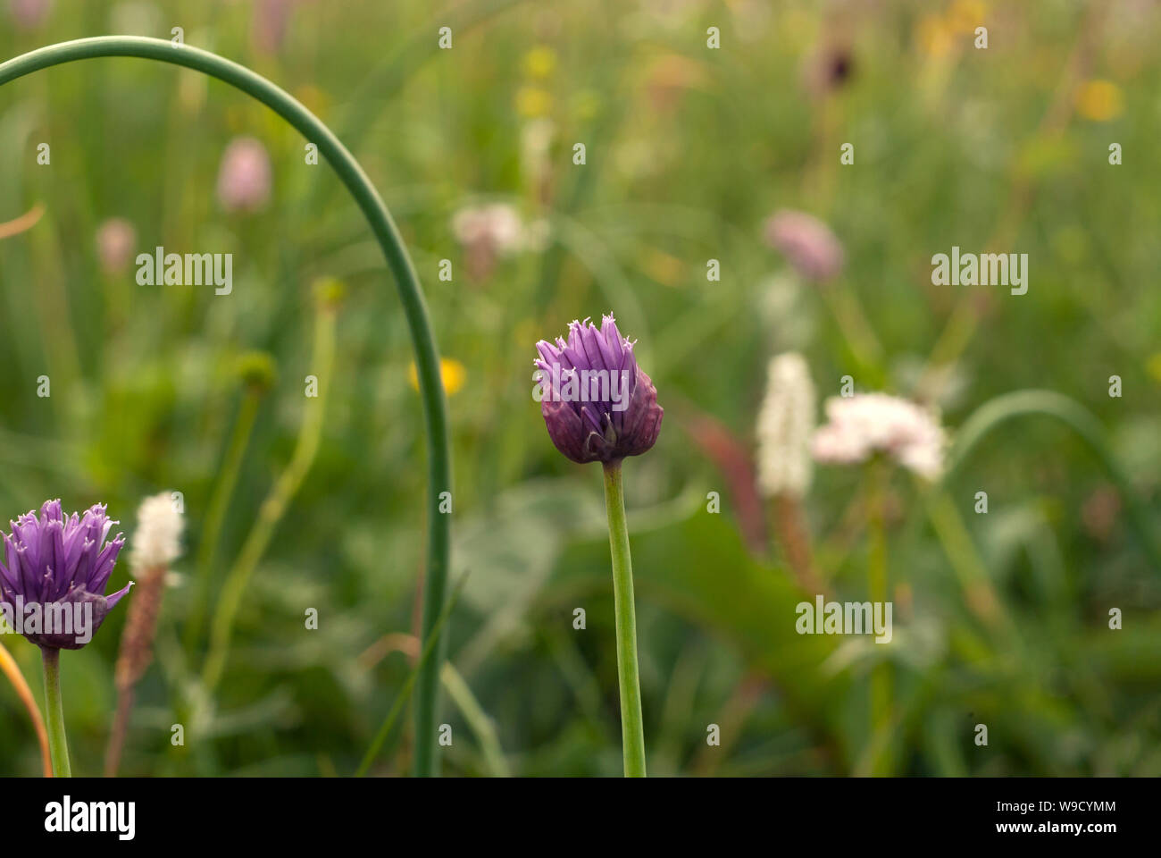 halfopen flower of wild onion chives closeup on blurred grass
