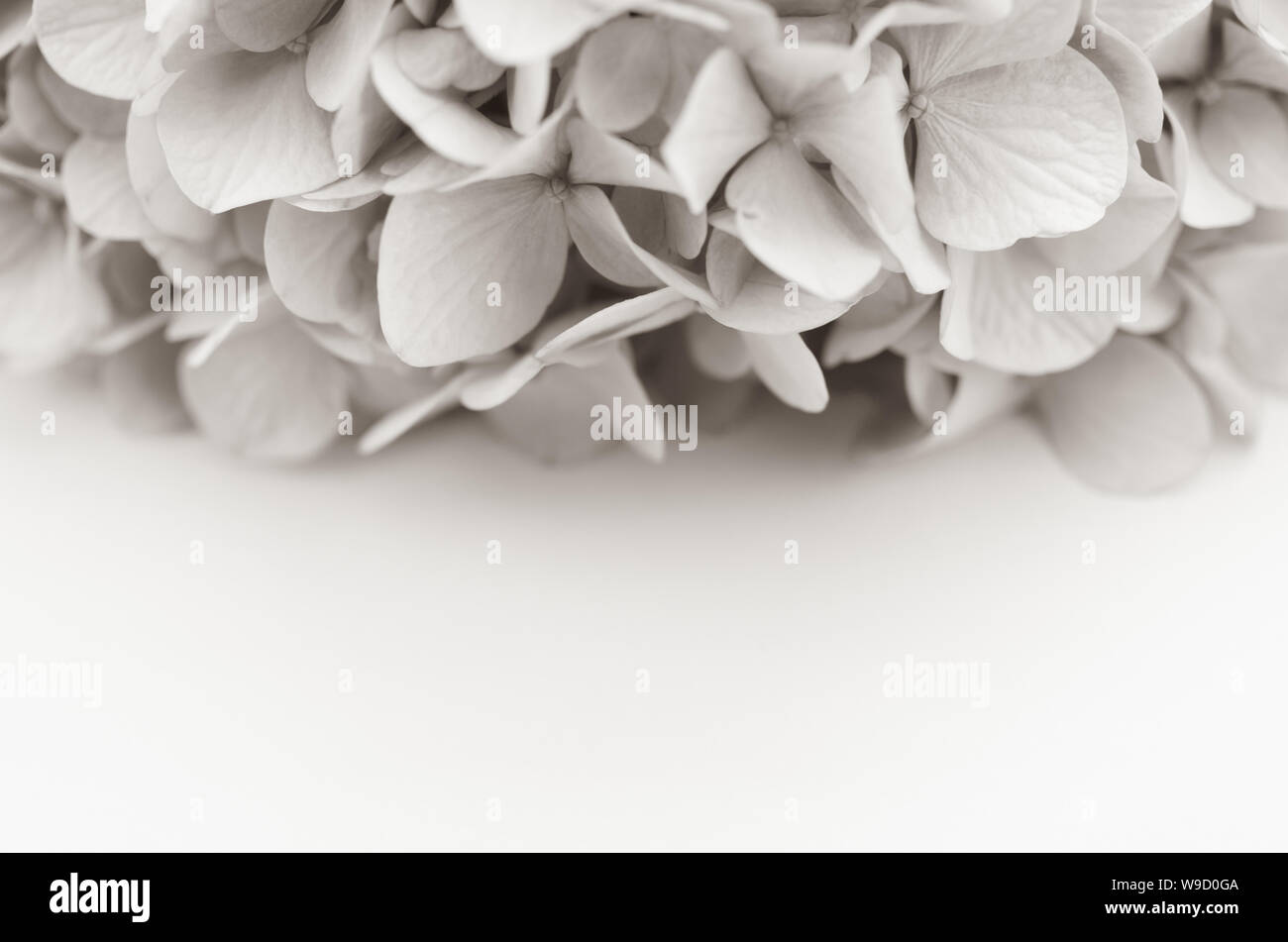 hydrangea flower head background with copy space Stock Photo